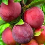 Слива Ред харт ( диплоїдна, рання, червона)